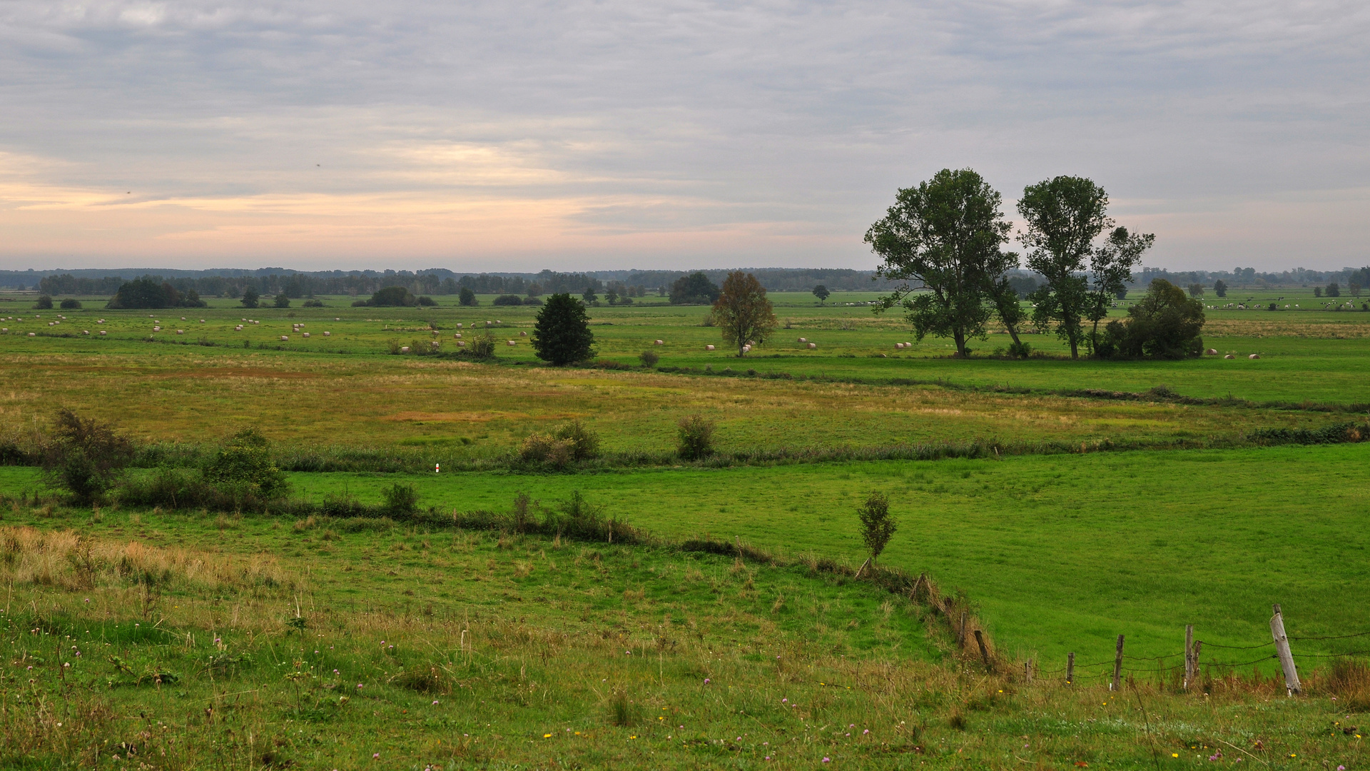 Landschaft auf Usedom