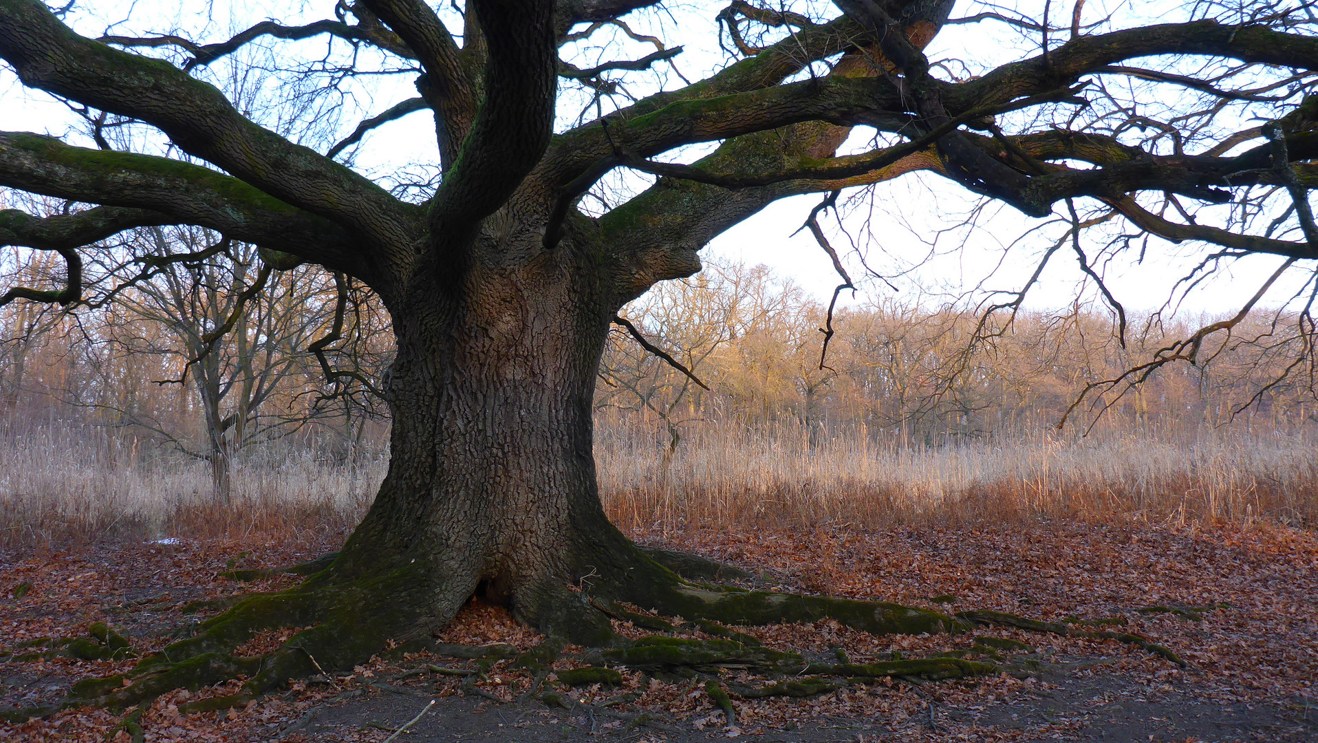 Landschaft