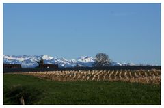 Landschaft bei Altnau