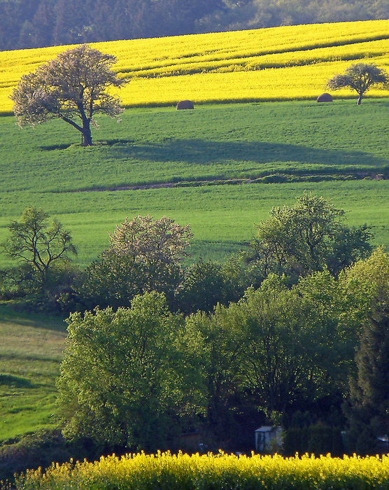 Landschaft bei Bolanden in der Pfalz