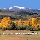 Landschaft bei Charchorin/Mongolei