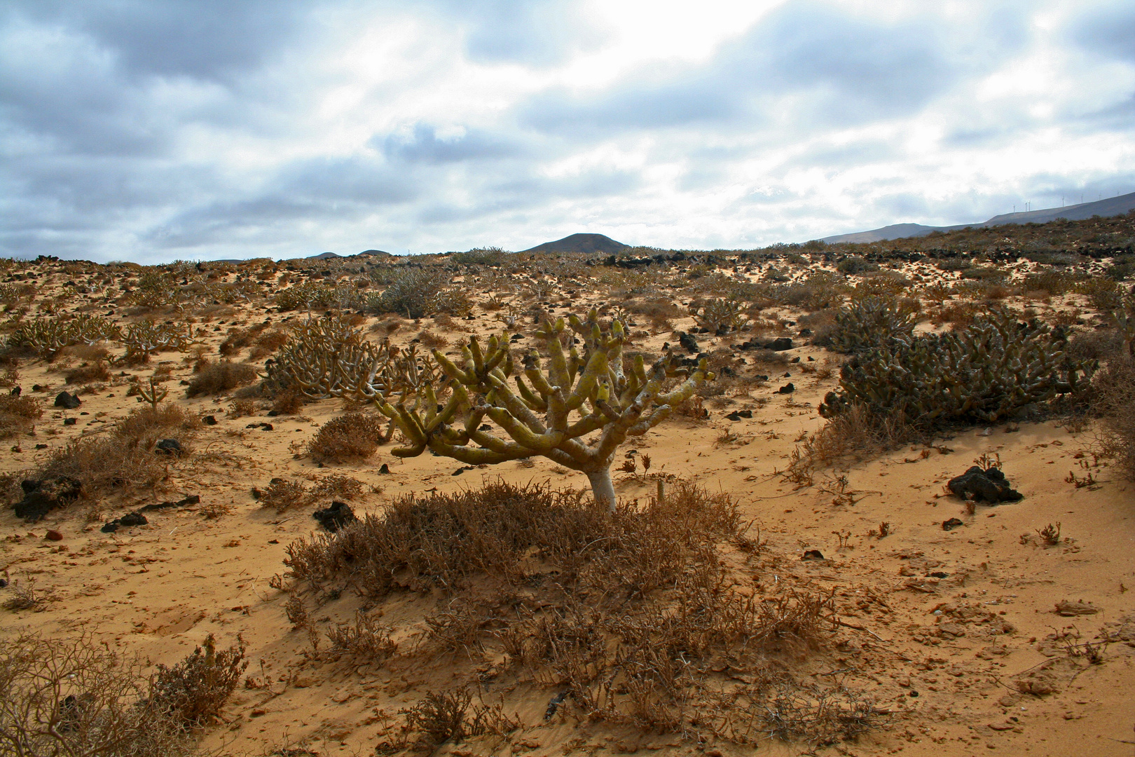 Landschaft bei Charco del Palo- 2014