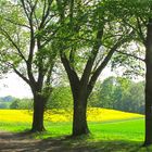 Landschaft bei Essen-Heidhausen