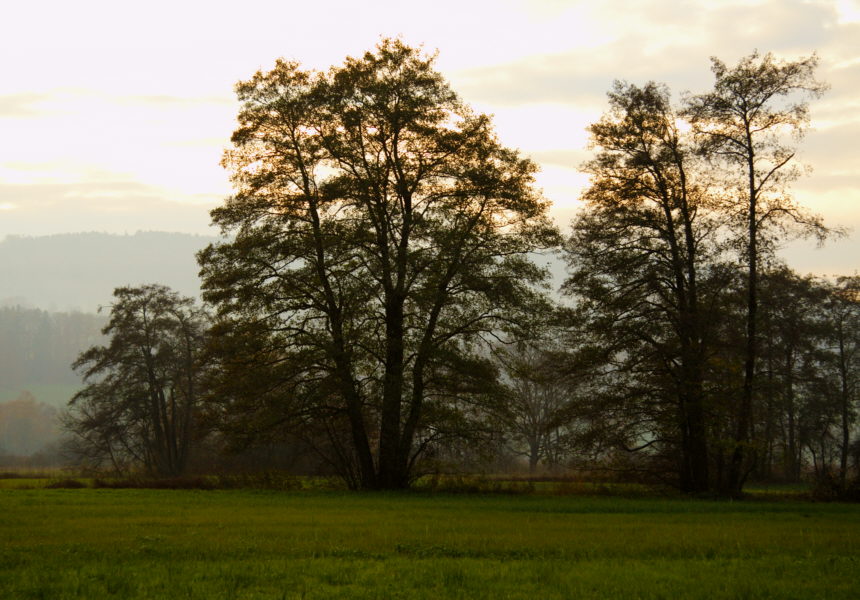 Landschaft bei Greifensee