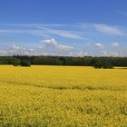 Landschaft bei Knechtsteden