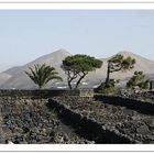 Landschaft bei La Geria auf Lanzarote