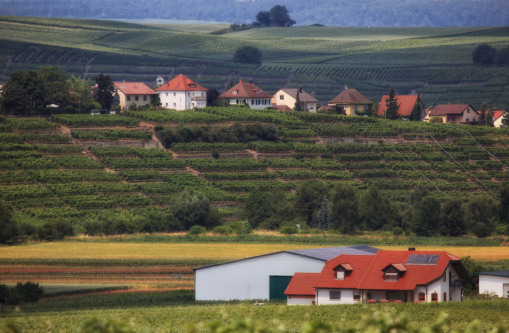 Landschaft bei Lauffen am Neckar