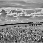 Landschaft bei Nordhausen am Harz in S/W