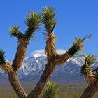 Landschaft bei Pahrump, Nevada, USA