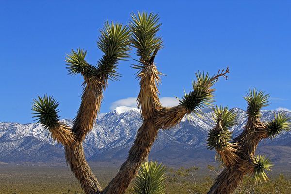 Landschaft bei Pahrump, Nevada, USA