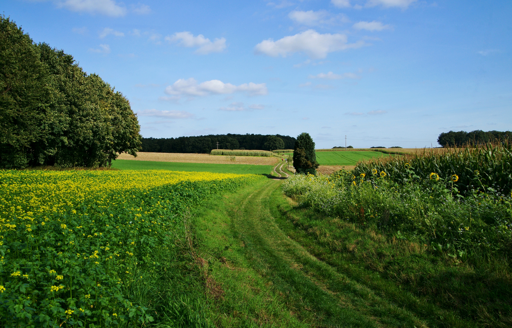 Landschaft bei Reken.