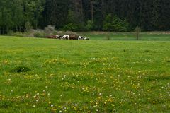 Landschaft bei Ringenwalde 02