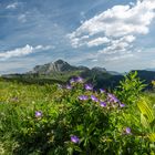 Landschaft bei Warth 