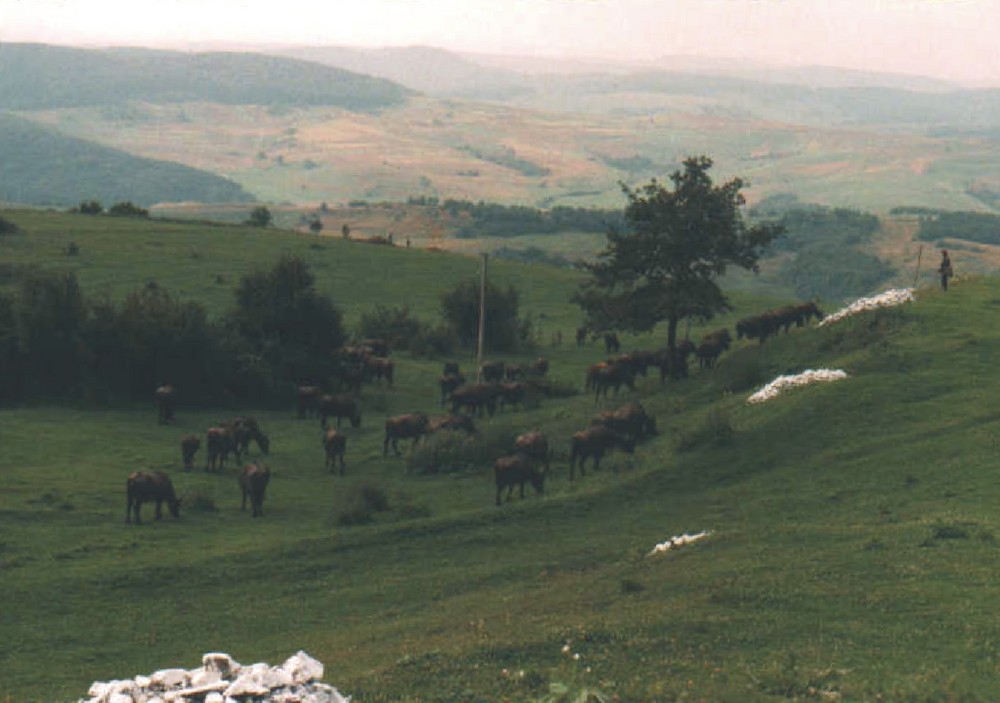 Landschaft bei Zalau in Rumänien (mit Büffelherde)