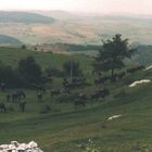 Landschaft bei Zalau in Rumänien (mit Büffelherde)