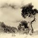 Monocrom