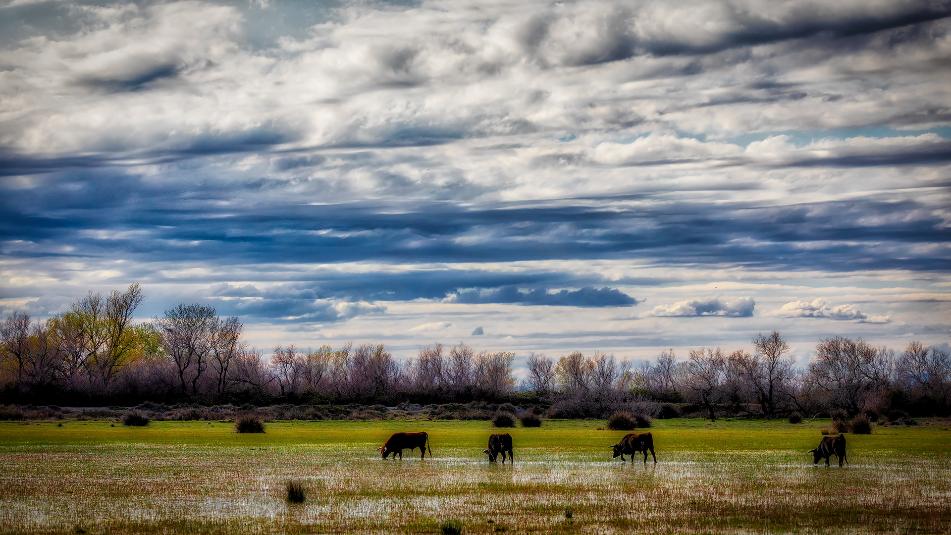 Landschaft der Camargue