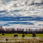 Landschaft der Camargue