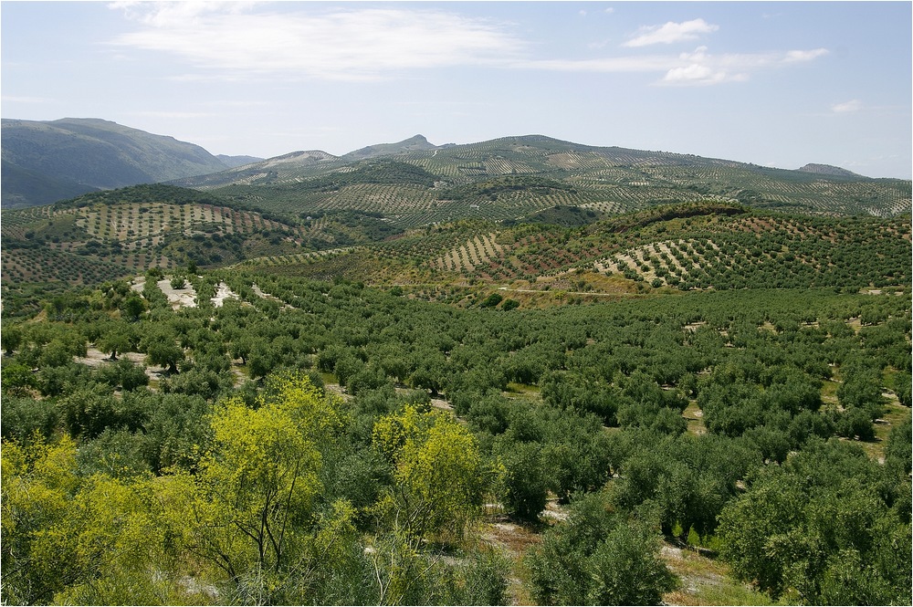 Landschaft der Oliven
