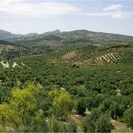 Landschaft der Oliven