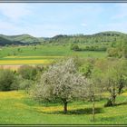 Landschaft der Vogesen / Lembach / Wissembourg