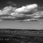 Landschaft, Feld in S/W