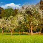 Landschaft - Felder mit Obstbäumen am Waldrand - 002