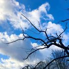 Landschaft - Frankfurt am Main, Germany