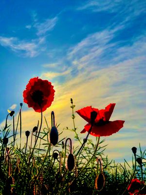 Landschaft - Frankfurt am Main, Germany