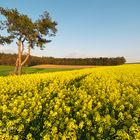 Landschaft Frühling 001 2007