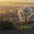 Landschaft Frühling 2020 001a Kopie