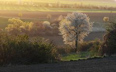 Landschaft Frühling 2020 001a Kopie