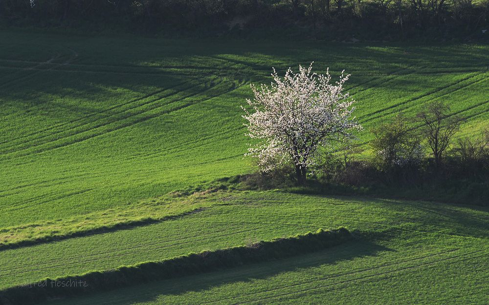 Landschaft Frühling 2021 003