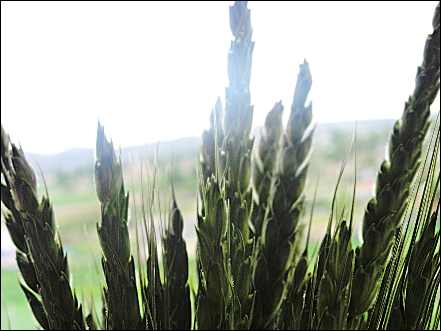 Landschaft Garten