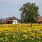 Landschaft geschmückt mit Löwenzahn