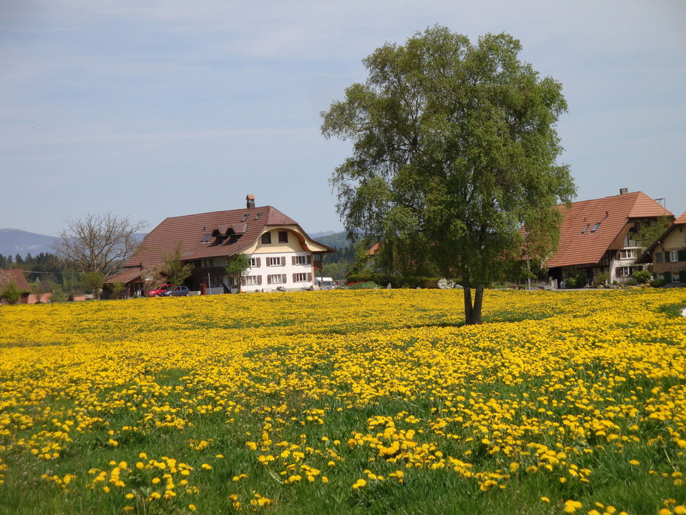 Landschaft geschmückt mit Löwenzahn