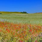 Landschaft Groß Zicker/Rügen