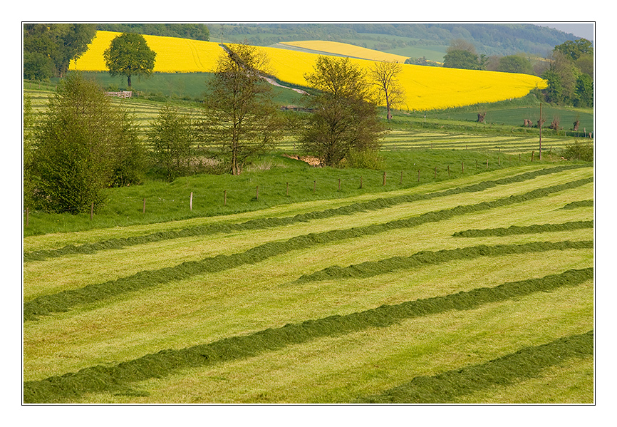 - Landschaft grün-gelb -