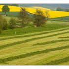 - Landschaft grün-gelb -