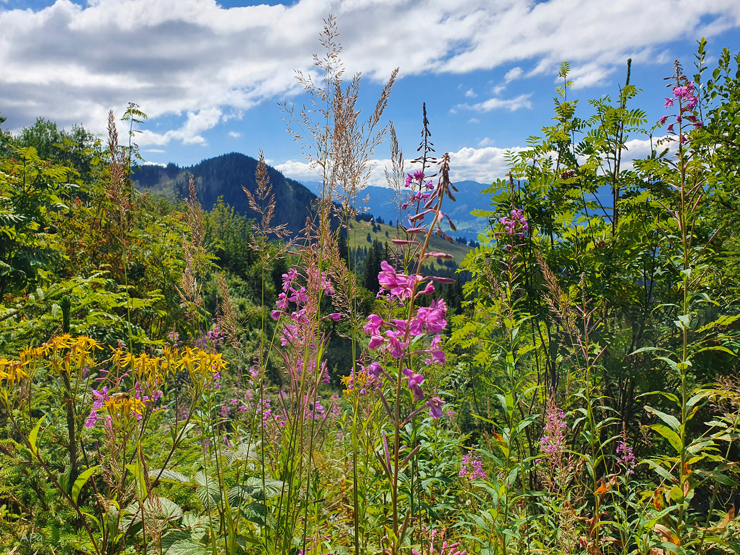 Landschaft im Allgäu