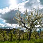 Landschaft im April