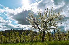 Landschaft im April