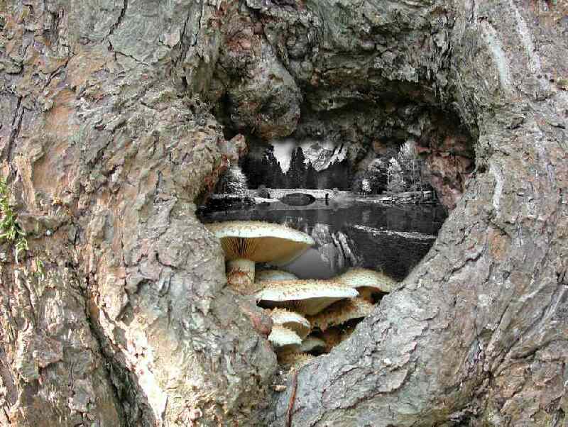 Landschaft im Baum