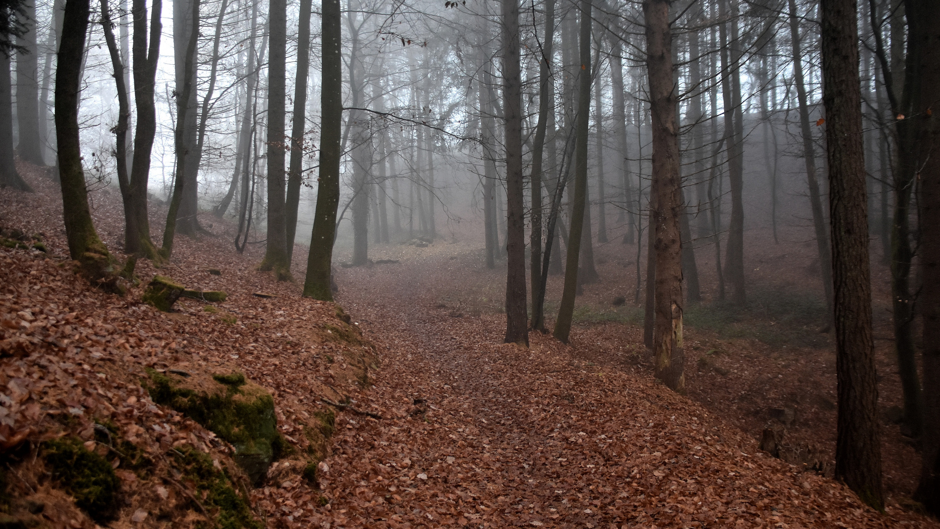 Landschaft im Eifelgebirge (03)