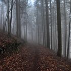 Landschaft im Eifelgebirge (06)