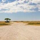 Landschaft im Etosha Nationalpark