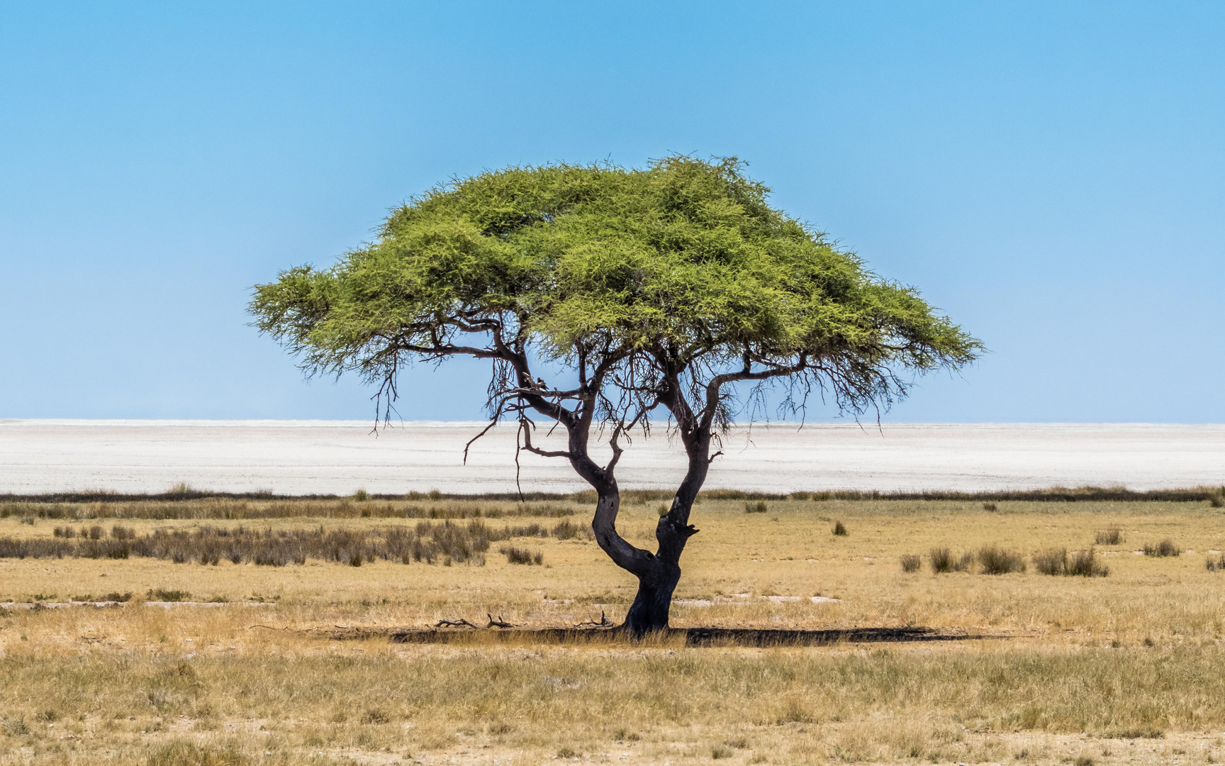 Landschaft im Etosha NP, im Hintergrund die Etoshapfanne