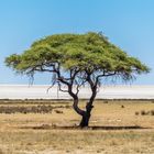 Landschaft im Etosha NP, im Hintergrund die Etoshapfanne