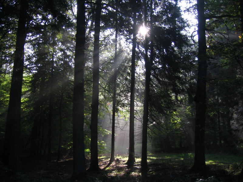 Landschaft im frühen Herbst