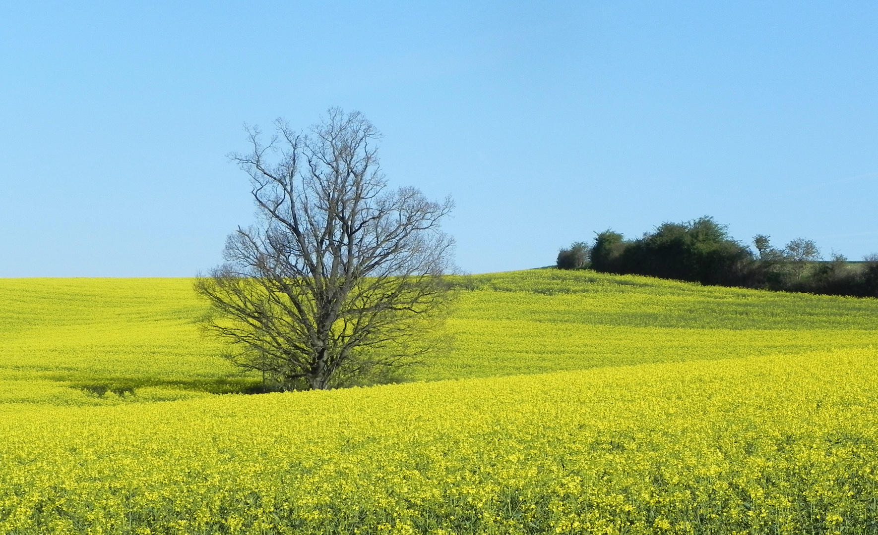 Landschaft im Frühling (1)